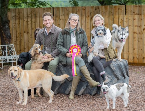 £250,000 investment in second daycare facility is perfect 10th birthday treat for K9 Anytime